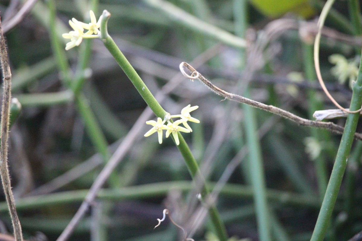 Cynanchum viminale (L.) L.